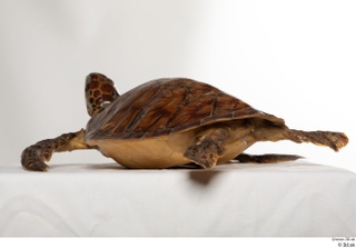 Turtle 8 whole body 0004.jpg